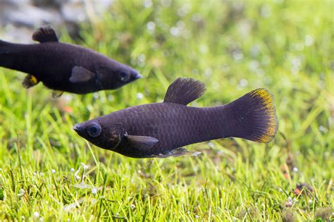 茶壺魚顏色|茶壺魚:黑瑪麗又名黑摩利花鱂科。（Black molly/Mollien 